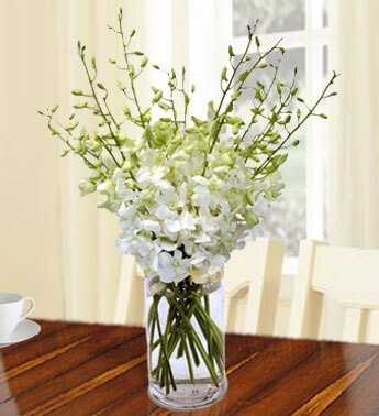 20 white orchids in a glass vase. Serenity Orchids
